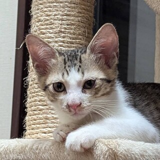 人慣れ抜群　タンカン