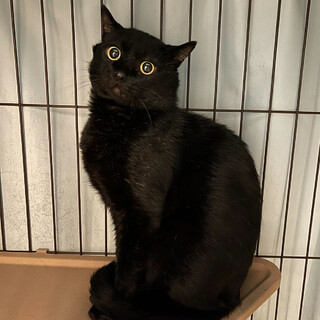 まん丸お目目⭐︎りゅう⭐︎黒猫⭐︎エイズ陽性