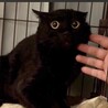 まん丸お目目⭐︎りゅう⭐︎黒猫⭐︎エイズ陽性 サムネイル3