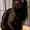 まん丸お目目⭐︎りゅう⭐︎黒猫⭐︎エイズ陽性 サムネイル5