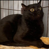 まん丸お目目⭐︎りゅう⭐︎黒猫⭐︎エイズ陽性 サムネイル6
