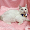 ブルーアイ！ラグドール風『クリーム君』２ヶ月半 サムネイル2
