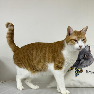 誰とでも仲良し⭐︎エビ⭐︎みんなの先輩⭐︎茶白