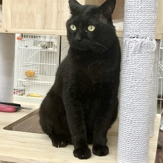 モテモテ黒猫⭐︎紳士なバーニー⭐︎7歳