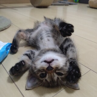 6月24日生まれの子猫