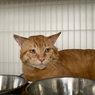 甘えん坊⭐︎人間大好き⭐︎カイト⭐︎茶トラ