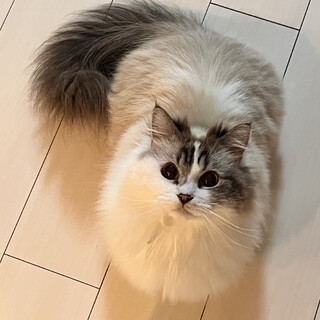 マンチカンのふわふわおしゃべり男の子