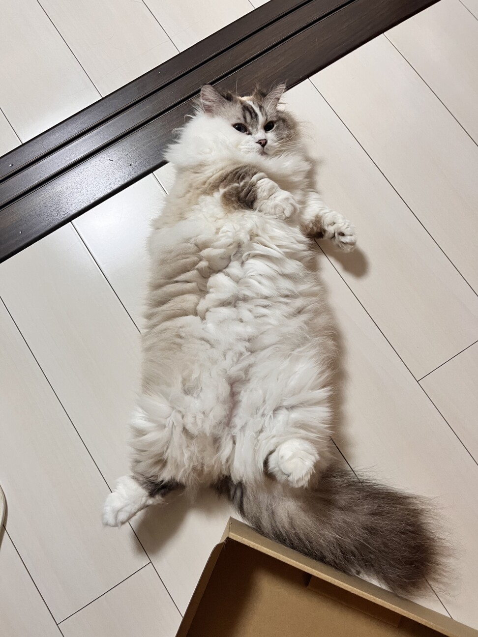 マンチカンのふわふわおし」東京都 - 猫の里親募集(497332) 4枚目の