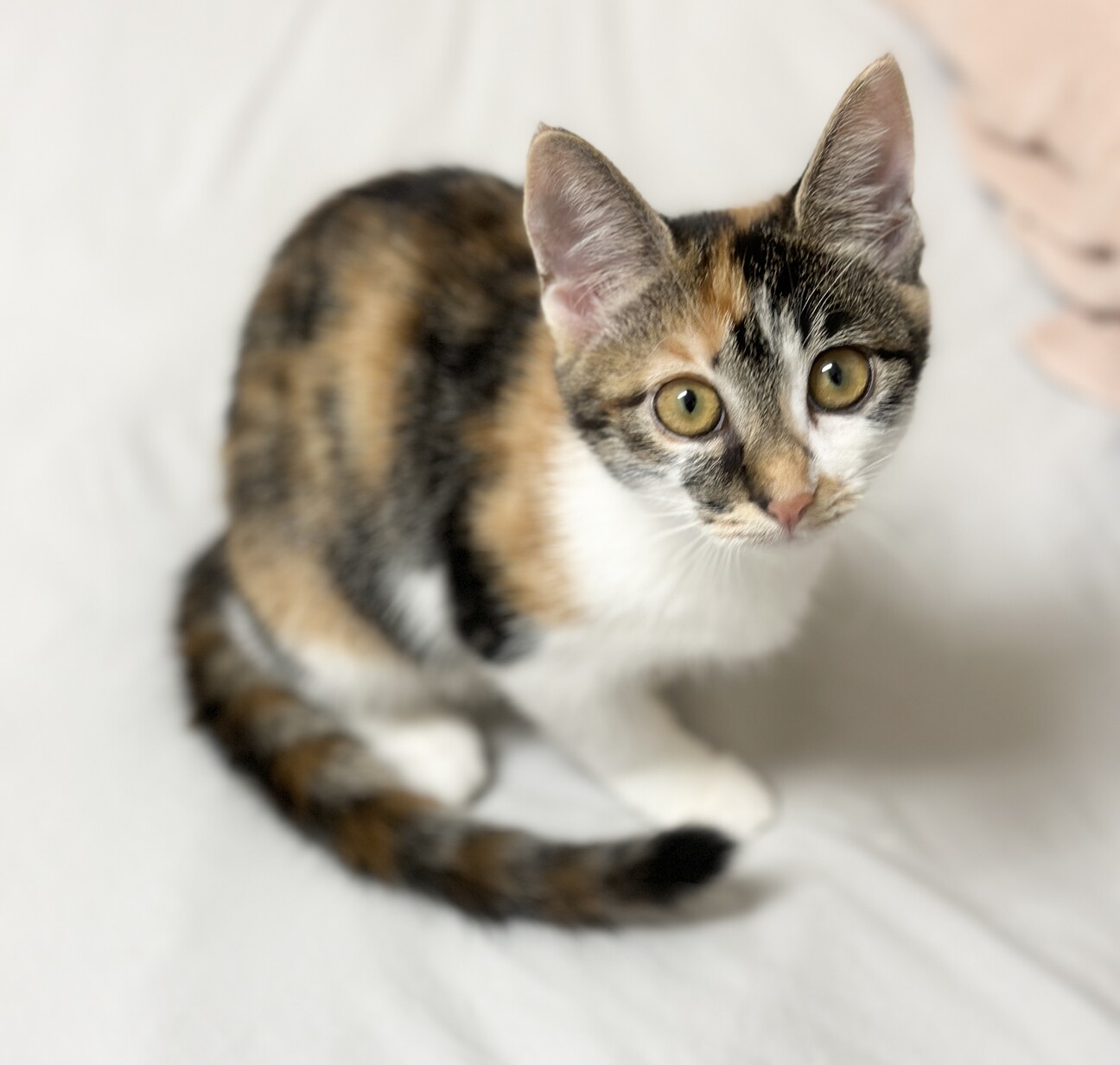 三毛猫様♡ありがとうございます♡ ♡美人さんな三毛子猫ちゃん♡」群馬県 - 猫の里親募集(497333