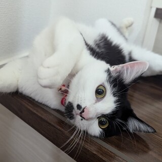 元気で撫でられるのが好きな女の子です♪
