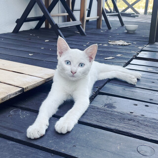 白い毛、青い目の子猫