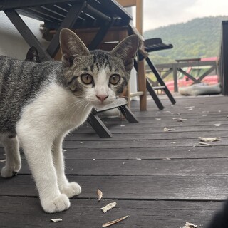 目の大きいサバ白の子猫