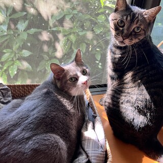 【急募！】多頭崩壊　10歳ブラッシング好き甘えん坊