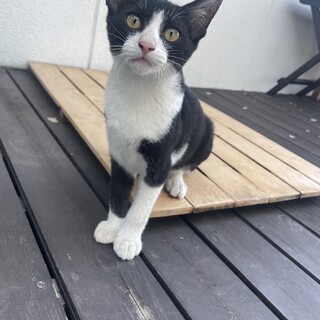 甘えん坊のハチワレ子猫