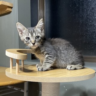 【離乳食OK】かわいいキジトラちゃん