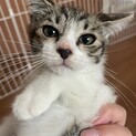 キジシロ♂やんちゃな甘えん坊