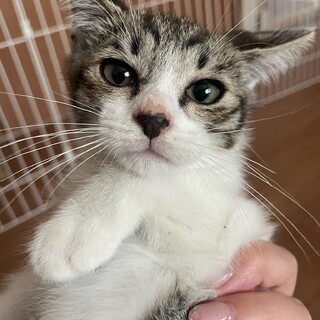 キジシロ♂やんちゃな甘えん坊