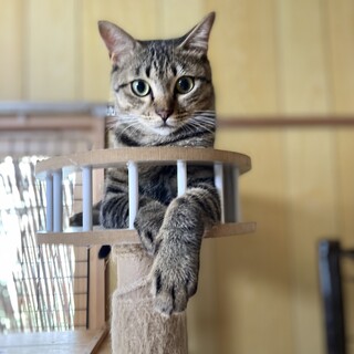 小顔なキジトラ男の子☆パル君