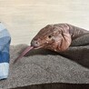 あかうささん