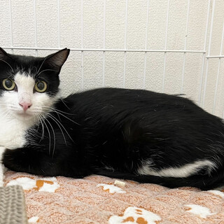 キュートな白黒猫⭐︎アメリ⭐︎1歳⭐︎女の子
