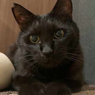 かっこいい黒猫⭐︎チャチャ⭐︎本当は甘えん坊⭐︎