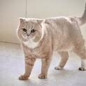 もか　人好きスコティッシュ男の子