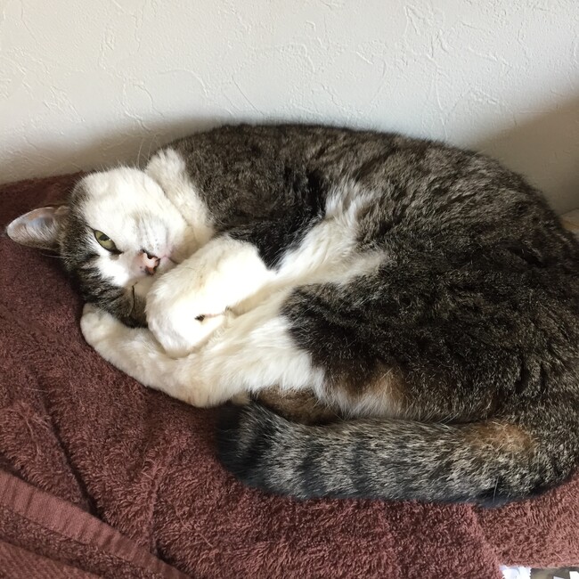 さくこ33のカバー写真