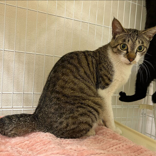 優しいママ⭐︎えみ⭐︎キジシロ猫