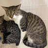 優しいママ⭐︎えみ⭐︎キジシロ猫 サムネイル3