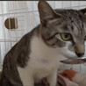 優しいママ⭐︎えみ⭐︎キジシロ猫 サムネイル5