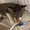 優しいママ⭐︎えみ⭐︎キジシロ猫