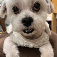 モコ