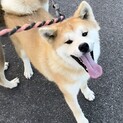 秋田犬　1歳♀
