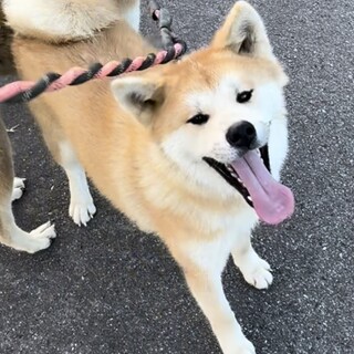 秋田犬　1歳♀