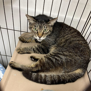 キジトラのトント⭐︎オス⭐︎ちいと一緒に