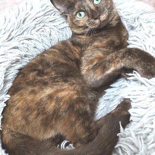 目が綺麗　サビ猫きなこちゃん