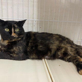 子育てを頑張ったサビママ⭐︎ローズ⭐︎人慣れ訓練中