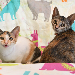  おっとりのんびり大人しい姉妹パトラちゃん