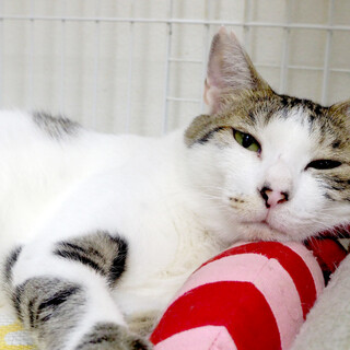 猫と仲良し⭐︎いたずらっ子⭐︎次郎吉