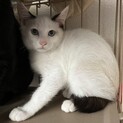 ママ猫と子猫2匹の親子猫・子猫オス・白ブチ