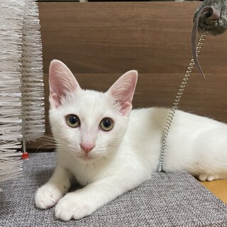 【ひとりぼっち（ ;  ; ）】白猫ちゃん