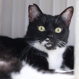 黒白　きよし君　里親様募集中☆彡