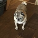 静かで食いしん坊なパグです