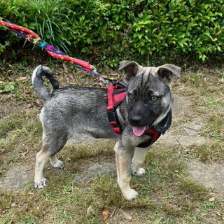 人が大好き甘えん坊のオス子犬