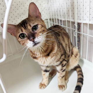 元気いっぱい！ベンガル柄の女の子