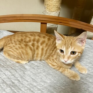 やんちゃで元気いっぱい！茶トラ4か月半男の子