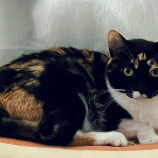 プライド高め⭐︎ツンツンツンデレ⭐︎神楽⭐︎三毛猫