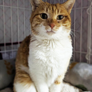 初対面でもスリスリ。可愛い大人の茶白猫さん