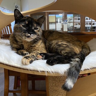 落ち着いた大人猫さん。最近は甘えん坊です