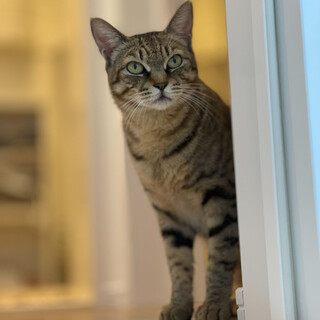 人慣れ訓練中⭐︎ひのわ⭐︎明るめキジトラ⭐︎メス